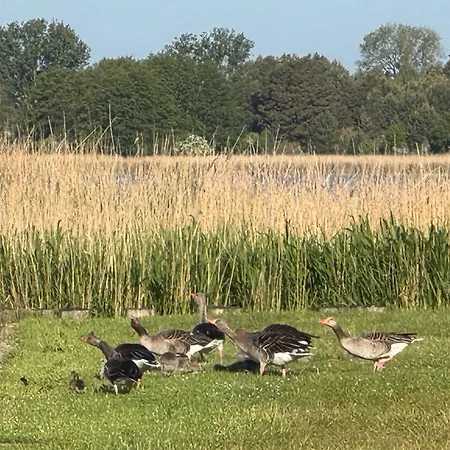 Kranich - Mit Terrasse Dewichow